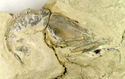 mechochirus4.jpg