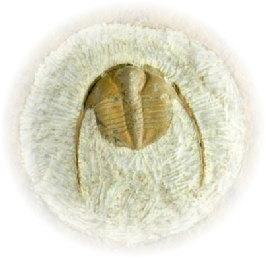 Trilobite fossil
